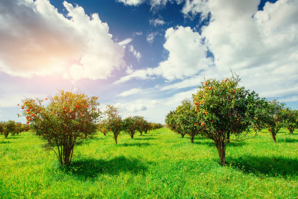 istock orange trees plantations. Sicily Italy Europe 644109424