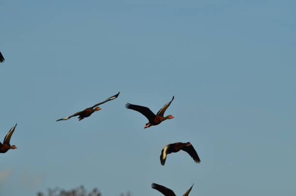 istock Group of flying Black-bellied Whistling ducks turning towards camera 644112656