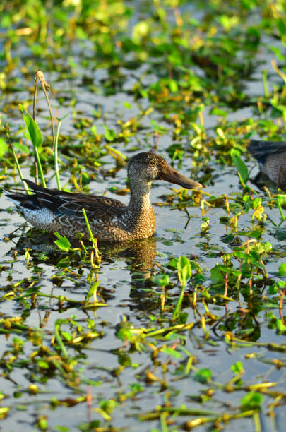 istock Female Blue-winged Teal in vegetated wetland. 644112968