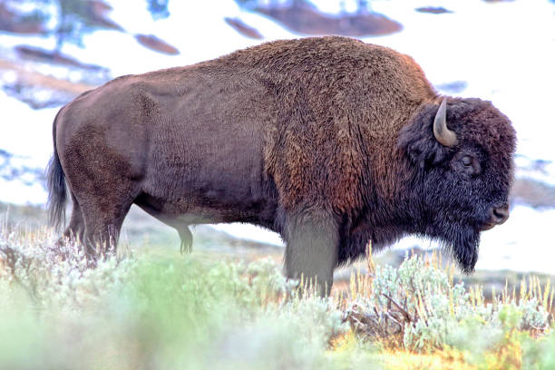 istock Profile of bison bull with snow in background 644115212