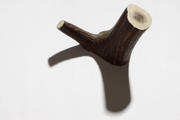 Deer horn, part, as a pet toy