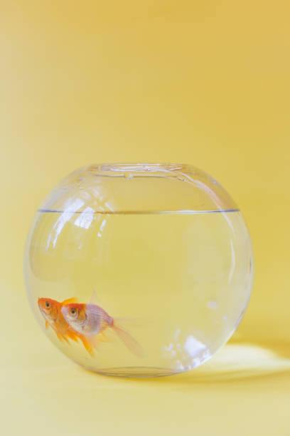 istock Goldfishes are in love, looking in the same direction 644119216