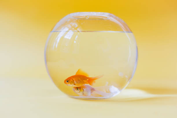 Two goldfish in a fish bowl . Photographed on yellow pastel background with natural light only . Camera is Canon 6D with 50mm lens. Fishes are swimming together in same direction . Side by side .