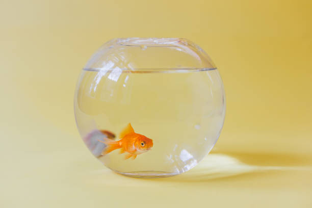 Goldfishes in fish bowl - looking at camera Two goldfish in a fish bowl . Photographed on yellow pastel background with natural light only . Camera is Canon 6D with 50mm lens. fish in a bowl stock pictures, royalty-free photos & images
