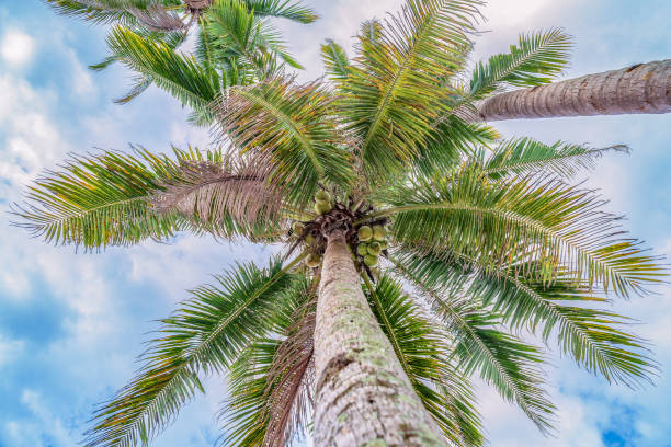 istock The sea, palm trees and sand. 644119628