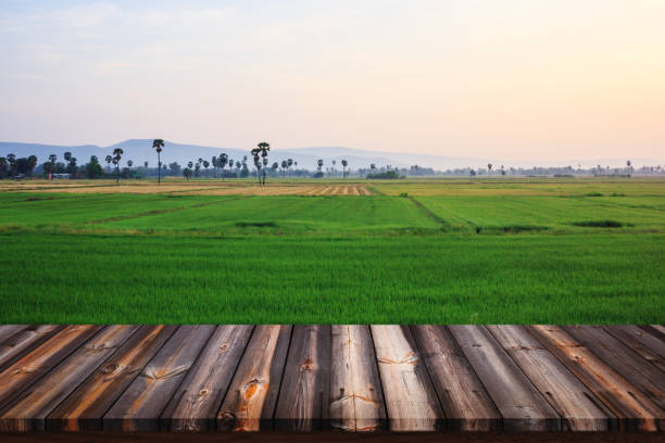 istock Wood desk space and rice field background. 644121774