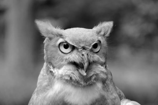 istock Owl head in black-and-white (BW) 644121974