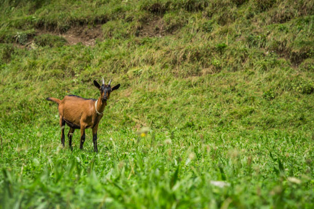 istock Goat on the green summer meadow 644122066