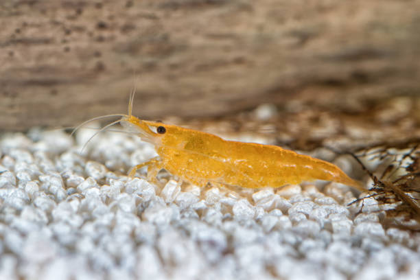 istock Freshwater shrimp closeup shot in aquarium (genus Neocaridina) 644123526