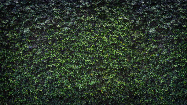 istock green leaves natural wall. 644125688