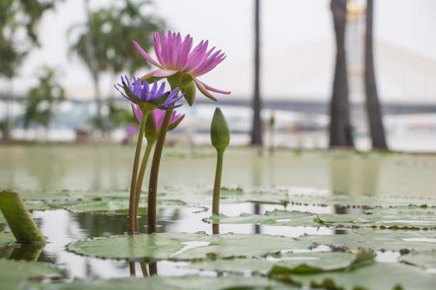 istock The Lotus in the pool at the park 644128688