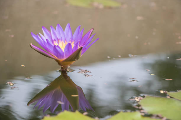 istock The Lotus in the pool at the park 644128708