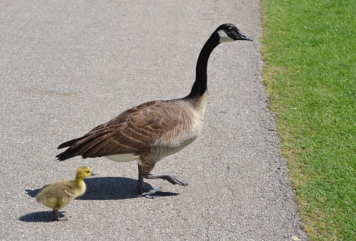 Canadian Geese crossing a path, mother and baby