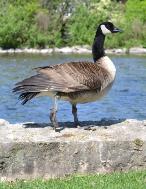 istock Male Canadian Goose 644129124