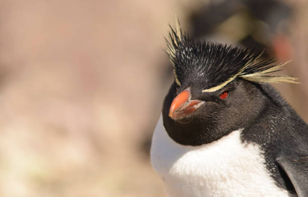 イワトビペンギン - saunders island ストックフォトと画像