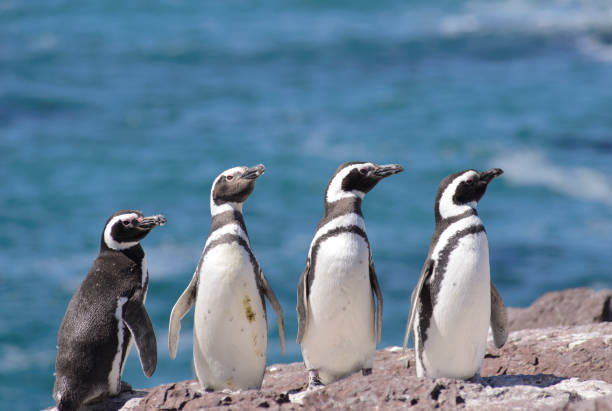Magellan Penguins Magellan penguin, Puerto Deseado, Santa Cruz, Patagonia Argentina. ushuaia stock pictures, royalty-free photos & images