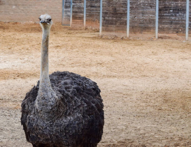 istock An ostrich poses for a picture. 644144248