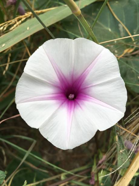 swamp morning glory flower swamp morning glory flower in nature garden ipomoea purpurea stock pictures, royalty-free photos & images