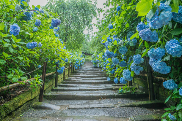 hortensia  - kamakura photos et images de collection