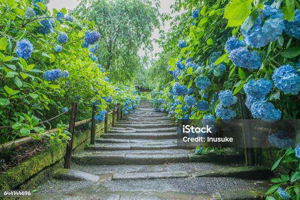 Hydrangea Stock Photo - Download Image Now - Kamakura City, Hydrangea, Japan