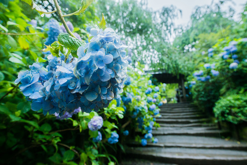 Hydrangea in Kamakura