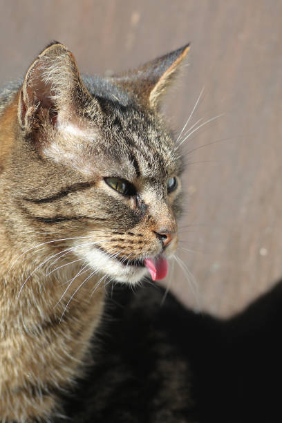 istock Funny domestic cat portrait 644144798