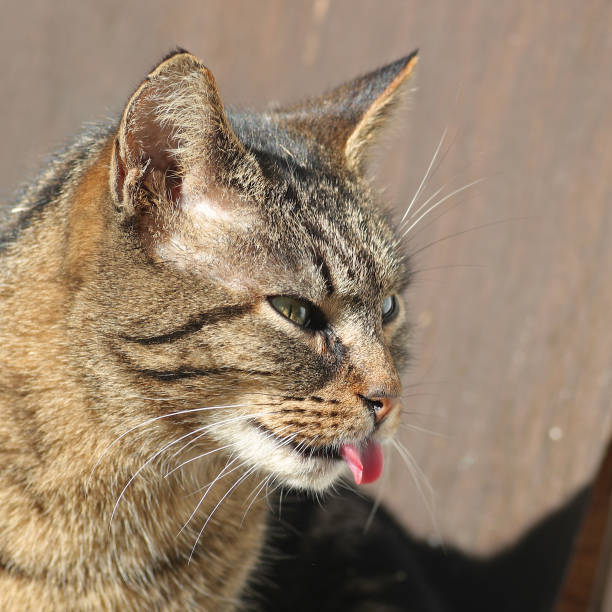 istock Funny domestic cat portrait 644144824