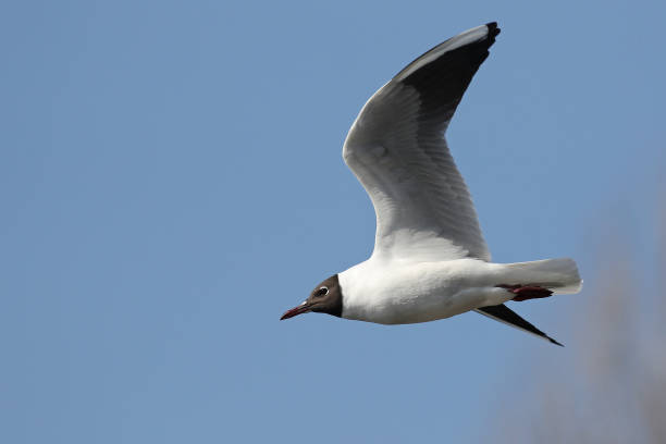 gaviota de vuelo  - common black headed gull fotografías e imágenes de stock