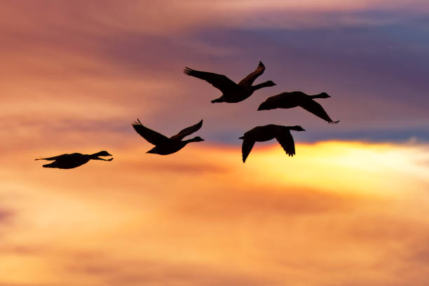 istock Snow Geese Flying at Sunrise. 644147610