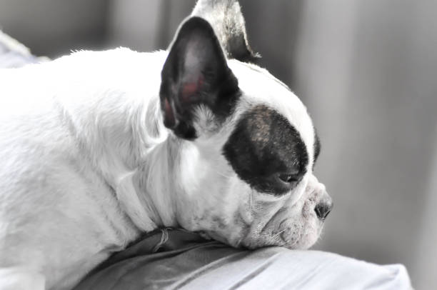istock sleepy French bulldog 644147666