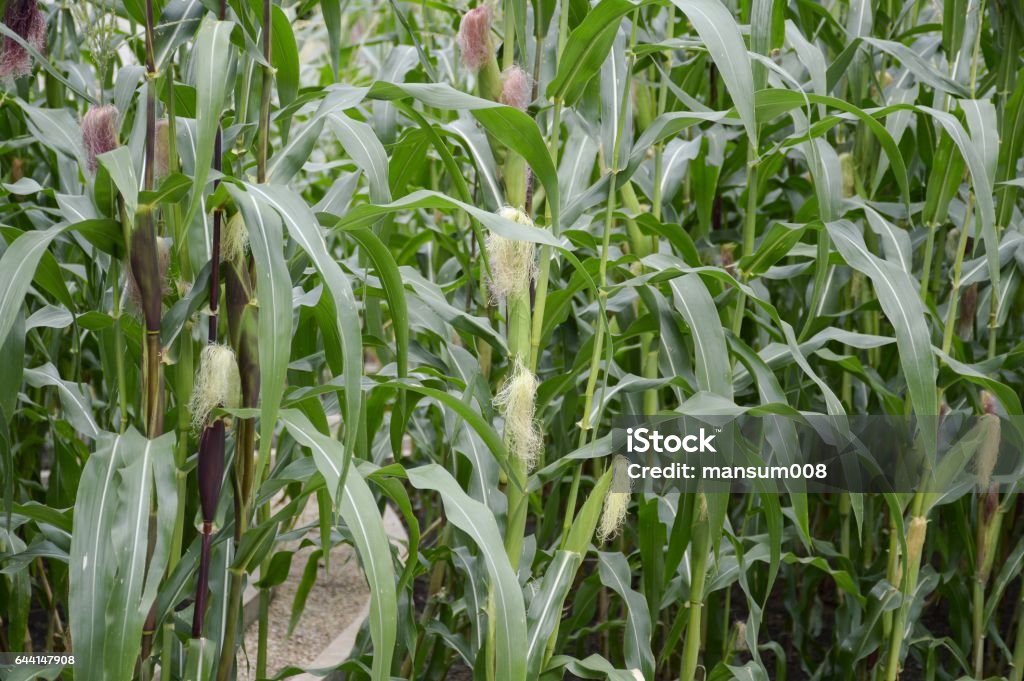 Corn Stocks Tree Corn Tree Stock Photo - Download Image Now - Agricultural Field ...