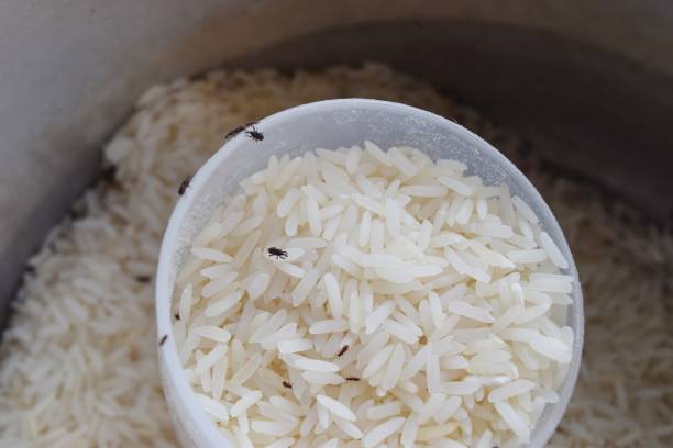 Insects destroyed rice organic Jasmine rice is the staple food of Thailand. rice weevils sitophilus oryzae stock pictures, royalty-free photos & images