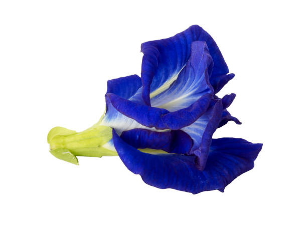istock butterfly pea flower isolated on white background 644151976