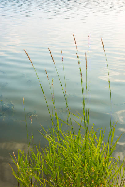 istock Bright green shrub sedge on a background of water. 644155896
