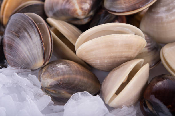 istock fresh Enamel Venus shell with flake ice as food background 644158228