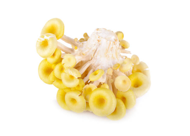 fresh golden oyster mushroom on white background