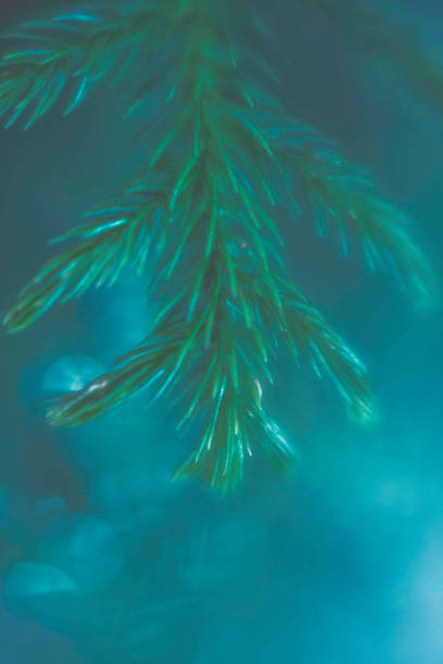 istock Nature background with greenery and bokeh 644158758