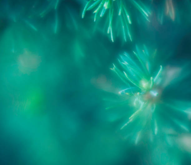 Macro shot of a young light green fir branch, close up photo of Christmas background or spring tome for trees.