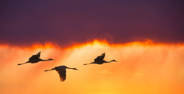 pássaros voando contra a noite do sol vista panorâmica - sandhill crane - fotografias e filmes do acervo