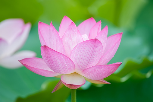 Lotus Flower Stock Photo - Download Image Now - Aquatic Organism, Beauty, Blossom - iStock Lotus Flower Stock Photo - Download Image Now - Aquatic Organism, Beauty, Blossom - iStock