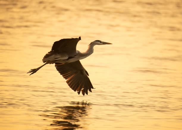 istock Portrait of natural grey heron in flight 644162588