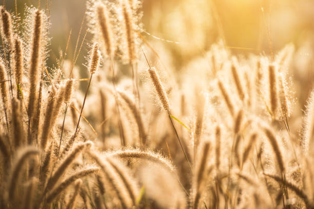 istock The grass in the morning 644163308