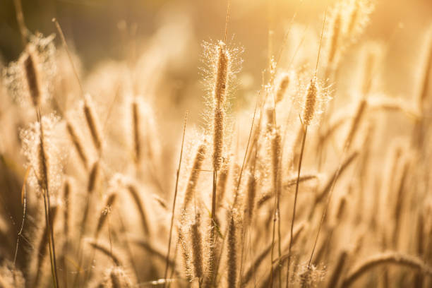 istock The grass in the morning 644165566