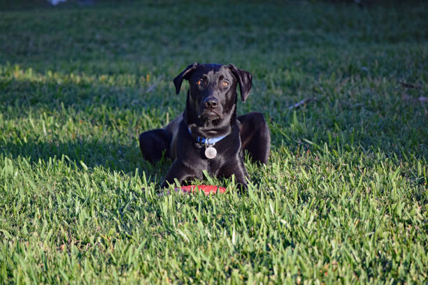 istock Dog Lays with Frisbee in Grass 644165888