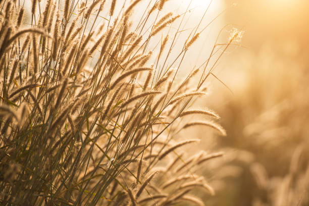 istock The grass in the morning 644166306
