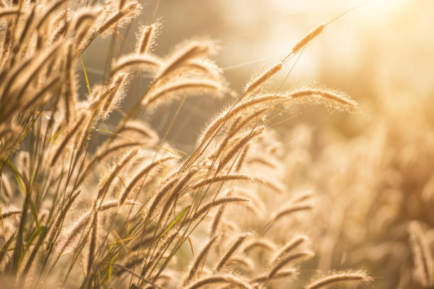 istock The grass in the morning 644166448