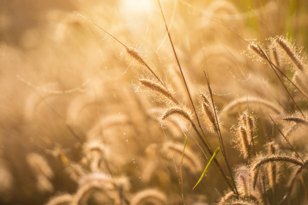 istock The grass in the morning 644166578