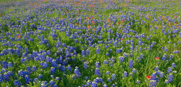 istock Bluebonnet Flowers