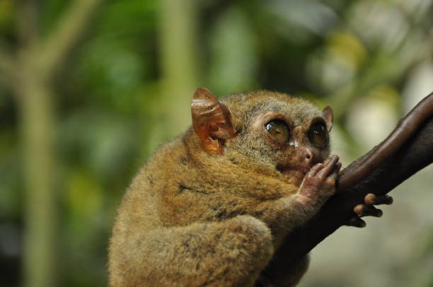 Tarsier Philippines Tarsius Syrichta stock image
