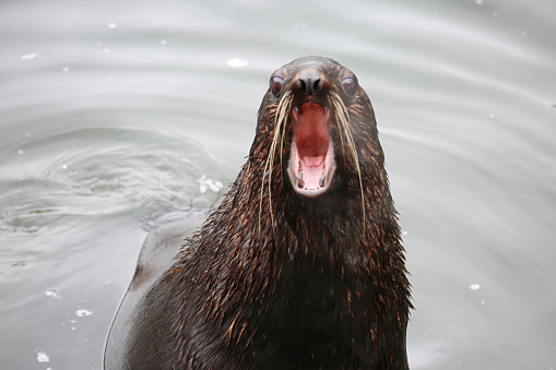 The Baikal seal, or Baikal seal, is one of the three freshwater seal species in the world that inhabits Lake Baikal.